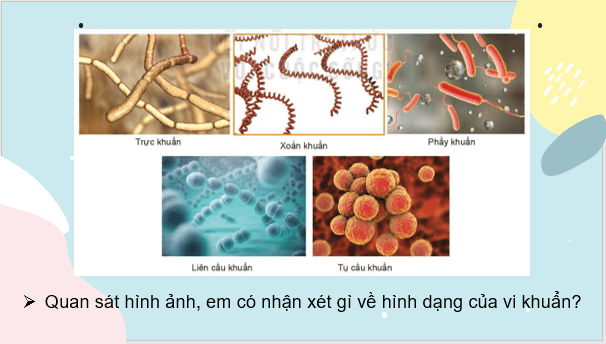 Giáo án điện tử KNTN 6 Kết nối tri thức Bài 27: Vi khuẩn | PPT Khoa học tự nhiên 6