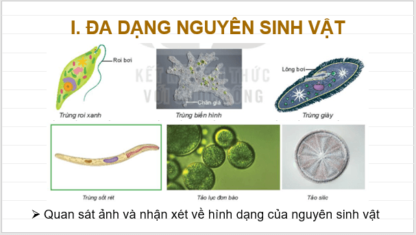 Giáo án điện tử KNTN 6 Kết nối tri thức Bài 30: Nguyên sinh vật | PPT Khoa học tự nhiên 6