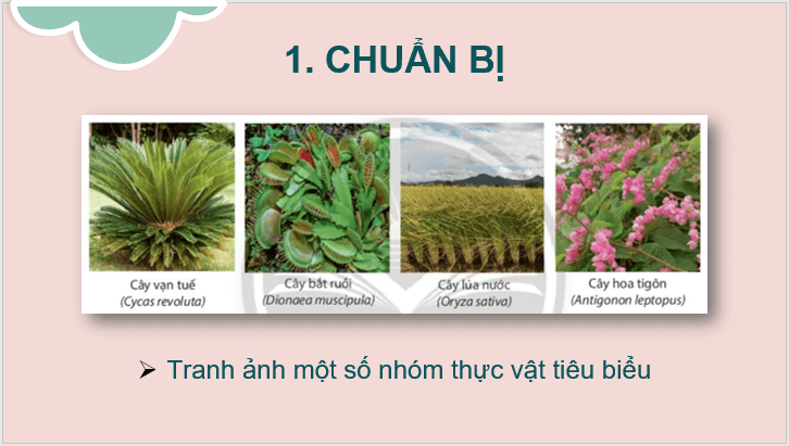 Giáo án điện tử KNTN 6 Chân trời sáng tạo Bài 30: Thực hành phân loại thực vật | PPT Khoa học tự nhiên 6