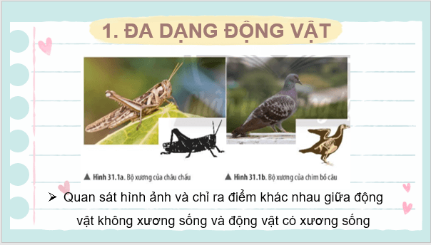 Giáo án điện tử KNTN 6 Chân trời sáng tạo Bài 31: Động vật | PPT Khoa học tự nhiên 6