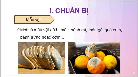 Giáo án điện tử KNTN 6 Kết nối tri thức Bài 33: Thực hành: Quan sát các loại nấm | PPT Khoa học tự nhiên 6