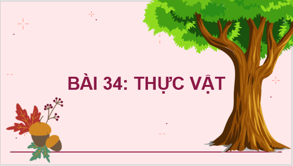 Giáo án điện tử KNTN 6 Kết nối tri thức Bài 34: Thực vật | PPT Khoa học tự nhiên 6