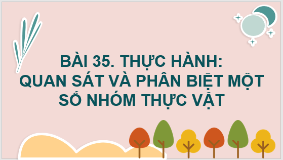 Giáo án điện tử KNTN 6 Kết nối tri thức Bài 35: Thực hành: Quan sát và phân biệt một số nhóm thực vật | PPT Khoa học tự nhiên 6