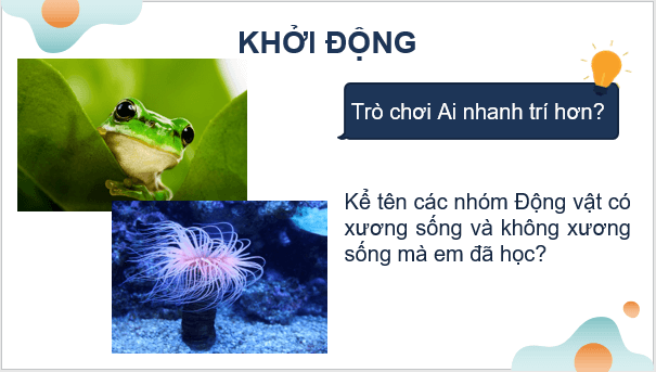 Giáo án điện tử KNTN 6 Kết nối tri thức Bài 37: Thực hành: Quan sát và nhận biết một số nhóm động vật ngoài thiên nhiên | PPT Khoa học tự nhiên 6