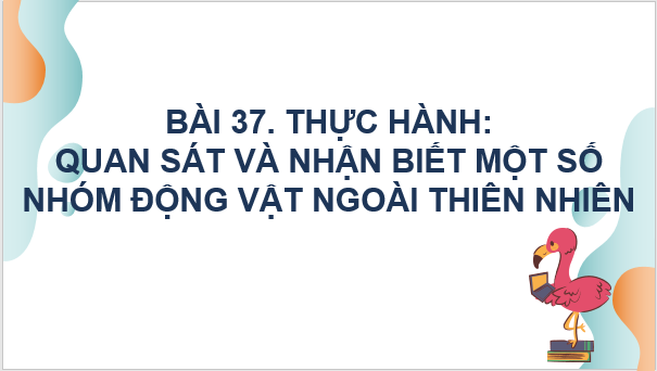 Giáo án điện tử KNTN 6 Kết nối tri thức Bài 37: Thực hành: Quan sát và nhận biết một số nhóm động vật ngoài thiên nhiên | PPT Khoa học tự nhiên 6