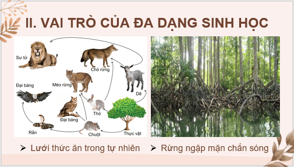 Giáo án điện tử KNTN 6 Kết nối tri thức Bài 38: Đa dạng sinh học | PPT Khoa học tự nhiên 6