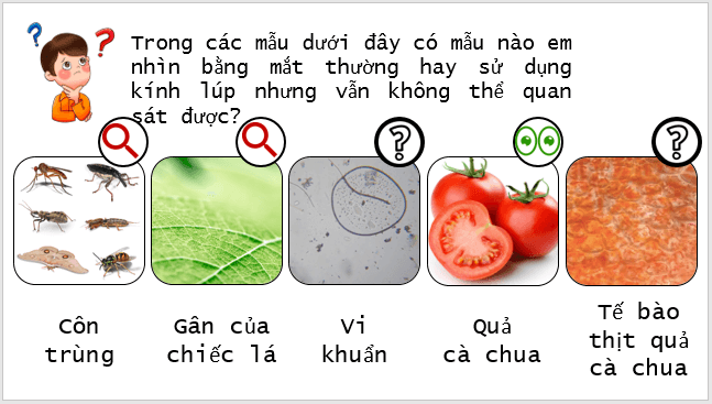 Giáo án điện tử KNTN 6 Kết nối tri thức Bài 4: Sử dụng kính hiển vi quang học | PPT Khoa học tự nhiên 6