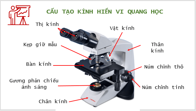 Giáo án điện tử KNTN 6 Kết nối tri thức Bài 4: Sử dụng kính hiển vi quang học | PPT Khoa học tự nhiên 6