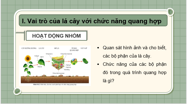 Giáo án điện tử KHTN 7 Cánh diều Bài 18: Quang hợp ở thực vật | PPT Khoa học tự nhiên 7