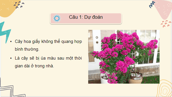 Giáo án điện tử KHTN 7 Cánh diều Bài 19: Các yếu tố ảnh hưởng đến quang hợp | PPT Khoa học tự nhiên 7