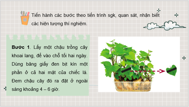 Giáo án điện tử KHTN 7 Cánh diều Bài 20: Thực hành về quang hợp ở cây xanh | PPT Khoa học tự nhiên 7