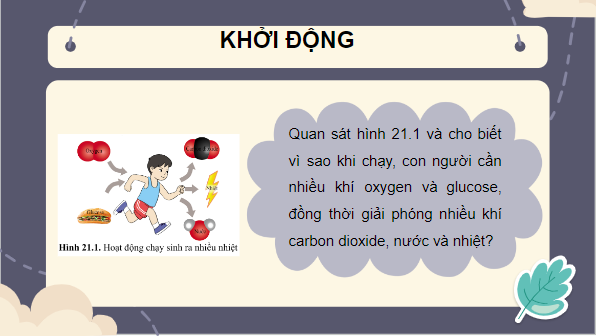 Giáo án điện tử KHTN 7 Cánh diều Bài 21: Hô hấp tế bào | PPT Khoa học tự nhiên 7