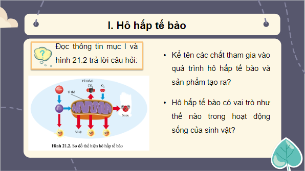 Giáo án điện tử KHTN 7 Cánh diều Bài 21: Hô hấp tế bào | PPT Khoa học tự nhiên 7