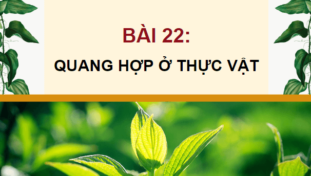 Giáo án điện tử KHTN 7 Kết nối tri thức Bài 22: Quang hợp ở thực vật | PPT Khoa học tự nhiên 7