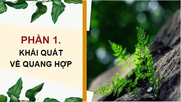 Giáo án điện tử KHTN 7 Kết nối tri thức Bài 22: Quang hợp ở thực vật | PPT Khoa học tự nhiên 7