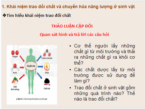 Giáo án điện tử KHTN 7 Chân trời sáng tạo Bài 22: Vai trò của trao đổi chất và chuyển hóa năng lượng của sinh vật | PPT Khoa học tự nhiên 7