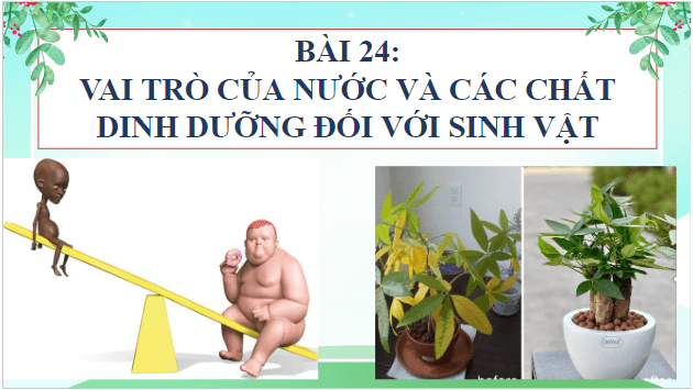 Giáo án điện tử KHTN 7 Cánh diều Bài 24: Vai trò của nước và các chất dinh dưỡng đối với cơ thể sinh vật | PPT Khoa học tự nhiên 7