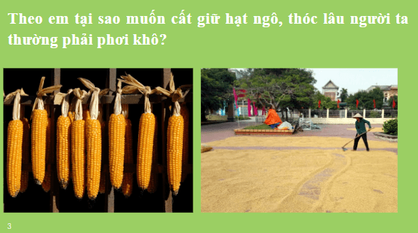 Giáo án điện tử KHTN 7 Kết nối tri thức Bài 26: Một số yếu tố ảnh hưởng đến hô hấp tế bào | PPT Khoa học tự nhiên 7