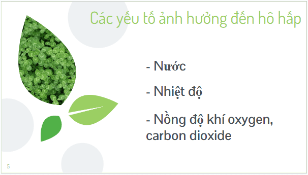 Giáo án điện tử KHTN 7 Kết nối tri thức Bài 26: Một số yếu tố ảnh hưởng đến hô hấp tế bào | PPT Khoa học tự nhiên 7