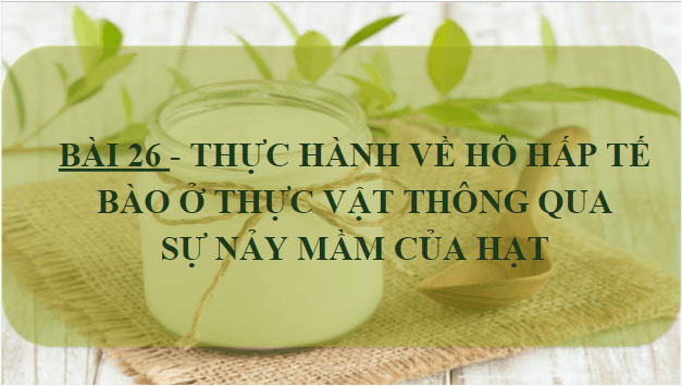 Giáo án điện tử KHTN 7 Chân trời sáng tạo Bài 26: Thực hành về hô hấp tế bào ở thực vật thông qua sự nảy mầm của hạt | PPT Khoa học tự nhiên 7