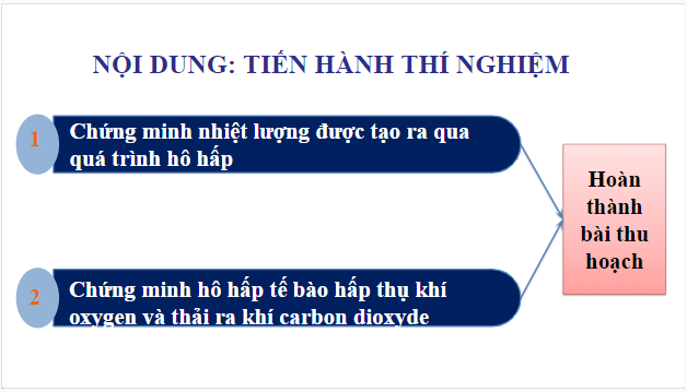 Giáo án điện tử KHTN 7 Chân trời sáng tạo Bài 26: Thực hành về hô hấp tế bào ở thực vật thông qua sự nảy mầm của hạt | PPT Khoa học tự nhiên 7