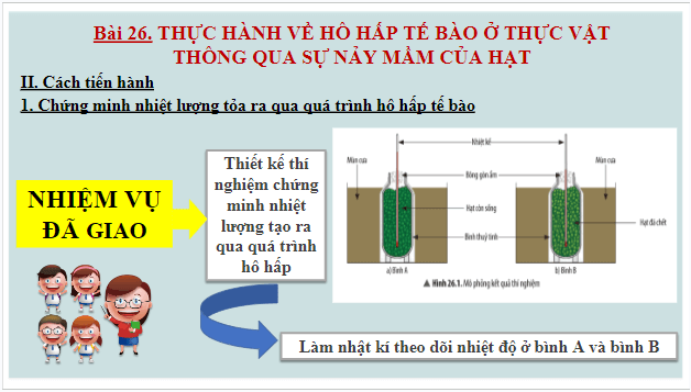 Giáo án điện tử KHTN 7 Chân trời sáng tạo Bài 26: Thực hành về hô hấp tế bào ở thực vật thông qua sự nảy mầm của hạt | PPT Khoa học tự nhiên 7