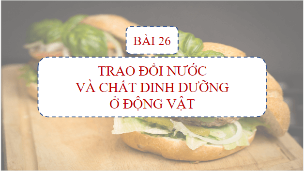 Giáo án điện tử KHTN 7 Cánh diều Bài 26: Trao đổi nước và các chất dinh dưỡng ở động vật | PPT Khoa học tự nhiên 7