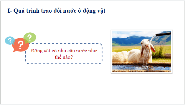 Giáo án điện tử KHTN 7 Cánh diều Bài 26: Trao đổi nước và các chất dinh dưỡng ở động vật | PPT Khoa học tự nhiên 7