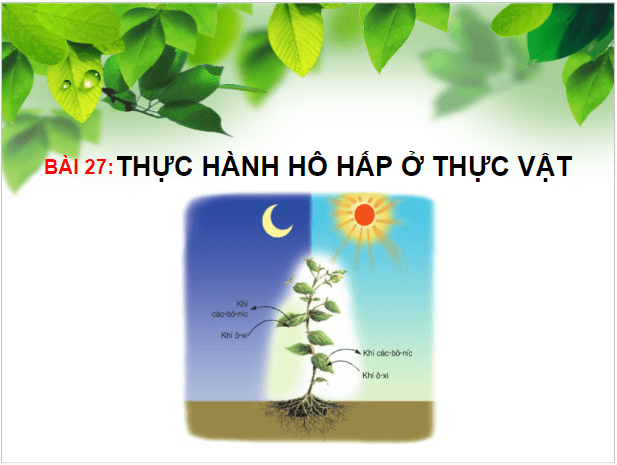 Giáo án điện tử KHTN 7 Kết nối tri thức Bài 27: Thực hành: Hô hấp ở thực vật | PPT Khoa học tự nhiên 7