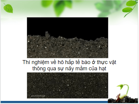 Giáo án điện tử KHTN 7 Kết nối tri thức Bài 27: Thực hành: Hô hấp ở thực vật | PPT Khoa học tự nhiên 7