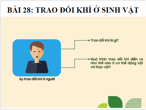 Giáo án điện tử KHTN 7 Kết nối tri thức Bài 28: Trao đổi khí ở sinh vật | PPT Khoa học tự nhiên 7