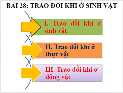 Giáo án điện tử KHTN 7 Kết nối tri thức Bài 28: Trao đổi khí ở sinh vật | PPT Khoa học tự nhiên 7