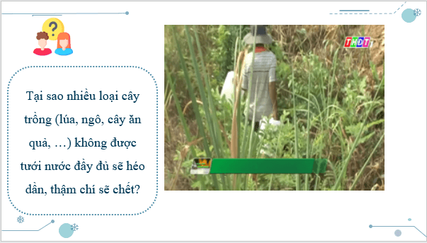 Giáo án điện tử KHTN 7 Chân trời sáng tạo Bài 28: Vai trò của nước và các chất dinh dưỡng đối với cơ thể sinh vật | PPT Khoa học tự nhiên 7