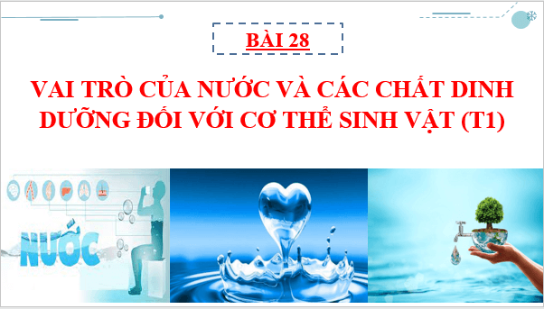 Giáo án điện tử KHTN 7 Chân trời sáng tạo Bài 28: Vai trò của nước và các chất dinh dưỡng đối với cơ thể sinh vật | PPT Khoa học tự nhiên 7