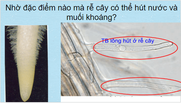 Giáo án điện tử KHTN 7 Chân trời sáng tạo Bài 29: Trao đổi nước và các chất dinh dưỡng ở thực vật | PPT Khoa học tự nhiên 7