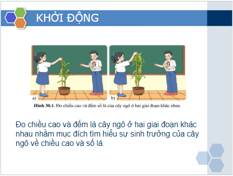 Giáo án điện tử KHTN 7 Cánh diều Bài 30: Sinh trưởng và phát triển ở thực vật | PPT Khoa học tự nhiên 7