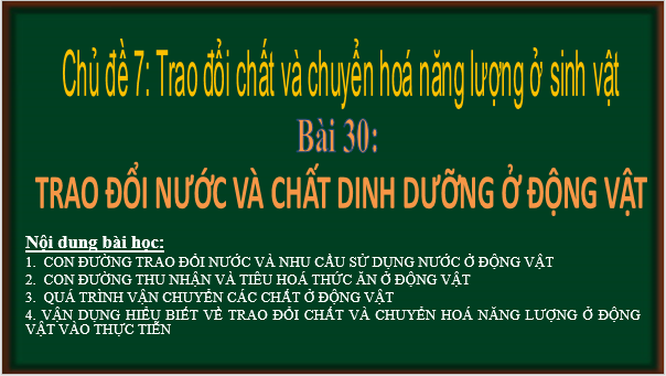 Giáo án điện tử KHTN 7 Chân trời sáng tạo Bài 30: Trao đổi nước và các chất dinh dưỡng ở động vật | PPT Khoa học tự nhiên 7