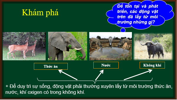 Giáo án điện tử KHTN 7 Chân trời sáng tạo Bài 30: Trao đổi nước và các chất dinh dưỡng ở động vật | PPT Khoa học tự nhiên 7