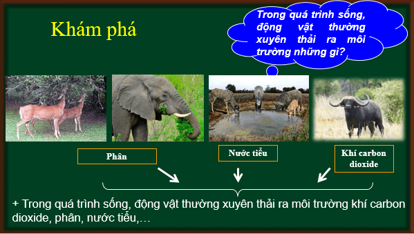 Giáo án điện tử KHTN 7 Chân trời sáng tạo Bài 30: Trao đổi nước và các chất dinh dưỡng ở động vật | PPT Khoa học tự nhiên 7