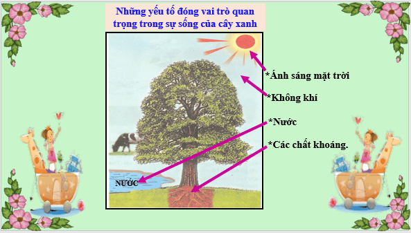 Giáo án điện tử KHTN 7 Kết nối tri thức Bài 30: Trao đổi nước và chất dinh dưỡng ở thực vật | PPT Khoa học tự nhiên 7