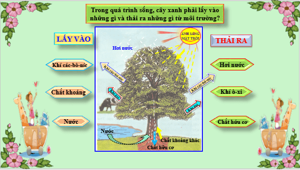 Giáo án điện tử KHTN 7 Kết nối tri thức Bài 30: Trao đổi nước và chất dinh dưỡng ở thực vật | PPT Khoa học tự nhiên 7