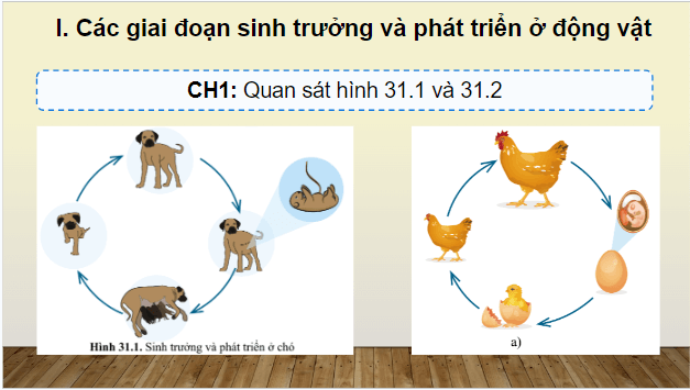 Giáo án điện tử KHTN 7 Cánh diều Bài 31: Sinh trưởng và phát triển ở động vật | PPT Khoa học tự nhiên 7