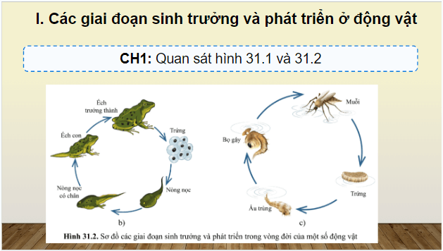 Giáo án điện tử KHTN 7 Cánh diều Bài 31: Sinh trưởng và phát triển ở động vật | PPT Khoa học tự nhiên 7