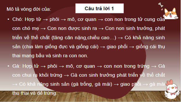 Giáo án điện tử KHTN 7 Cánh diều Bài 31: Sinh trưởng và phát triển ở động vật | PPT Khoa học tự nhiên 7