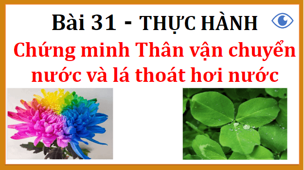 Giáo án điện tử KHTN 7 Chân trời sáng tạo Bài 31: Thực hành chứng minh thân vận chuyển nước và lá thoát hơi nước | PPT Khoa học tự nhiên 7