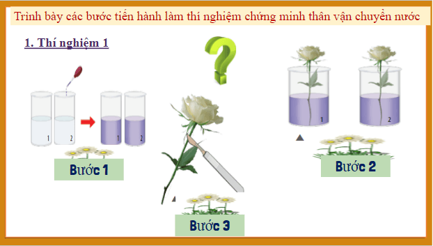 Giáo án điện tử KHTN 7 Chân trời sáng tạo Bài 31: Thực hành chứng minh thân vận chuyển nước và lá thoát hơi nước | PPT Khoa học tự nhiên 7