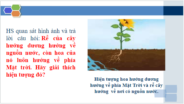 Giáo án điện tử KHTN 7 Chân trời sáng tạo Bài 32: Cảm ứng ở sinh vật | PPT Khoa học tự nhiên 7