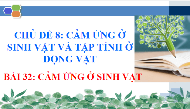 Giáo án điện tử KHTN 7 Chân trời sáng tạo Bài 32: Cảm ứng ở sinh vật | PPT Khoa học tự nhiên 7