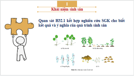 Giáo án điện tử KHTN 7 Cánh diều Bài 32: Khái quát về sinh sản và sinh sản vô tính ở sinh vật | PPT Khoa học tự nhiên 7