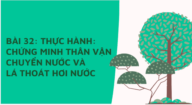 Giáo án điện tử KHTN 7 Kết nối tri thức Bài 32: Thực hành: Chứng minh thân vận chuyển nước và lá thoát hơi nước | PPT Khoa học tự nhiên 7